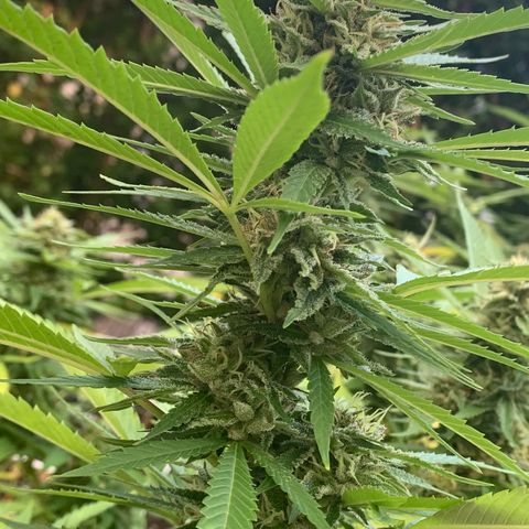 Sour Amnesia & Butter Bean growlog photo: Budding and stacking