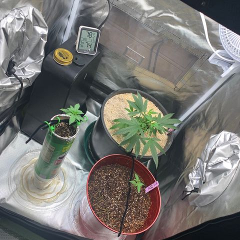 Mota Hari XX growlog photo: Beginning of the mite fight muta opening up tho
