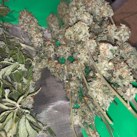 Zkittle LPC, TP & Palp Kush growlog photo: Trimmed Zkittles