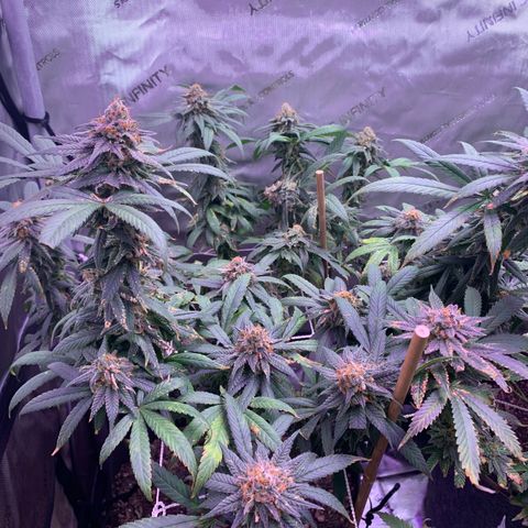 Zkittle LPC, TP & Palp Kush growlog photo: Chop day