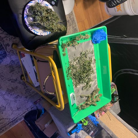 Zkittle LPC, TP & Palp Kush growlog photo: Trimmed Zkittles