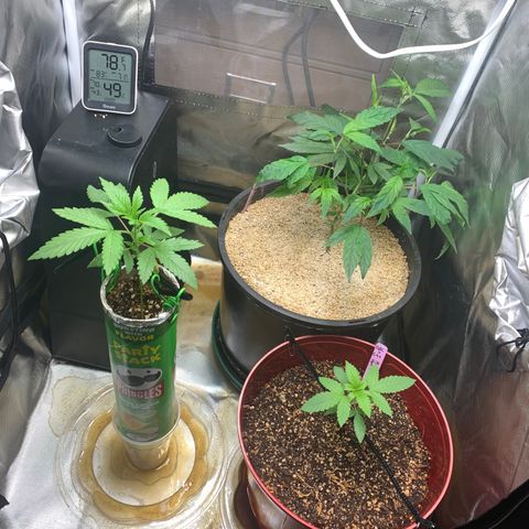 Mota Hari XX growlog timeline photo