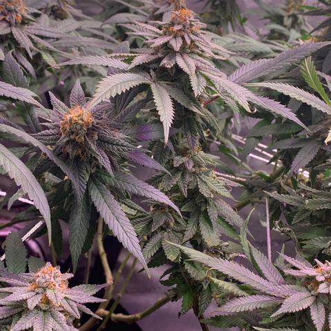Zkittle LPC, TP & Palp Kush growlog timeline photo
