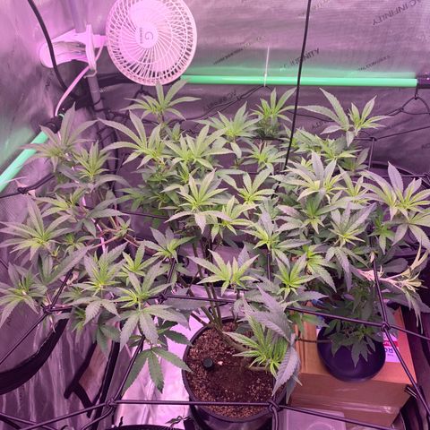 Zkittle Gpa growlog photo: Reaching 