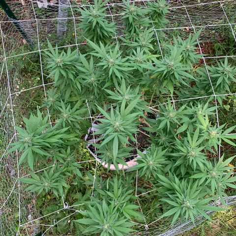 Sour Amnesia & Butter Bean growlog photo: Budding
