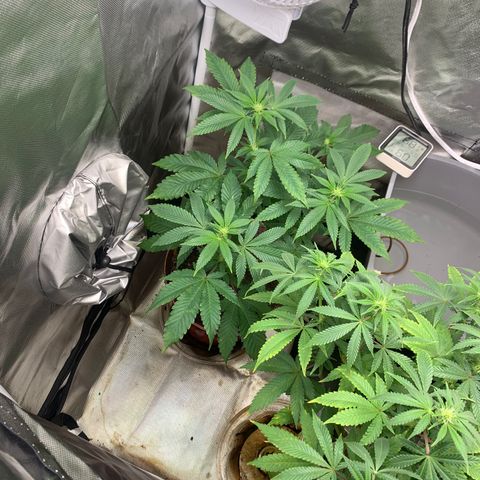 Mota Hari XX growlog photo: Budding