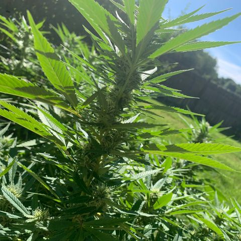 Sour Amnesia & Butter Bean growlog photo: Stacking nicely 