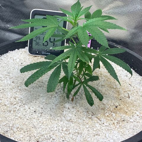 Mota Hari XX growlog photo: New trues poppin, zkittle growing