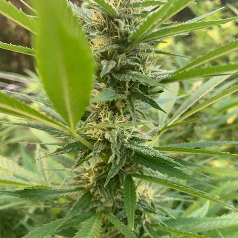 Sour Amnesia & Butter Bean growlog photo: Budding beautifully 
