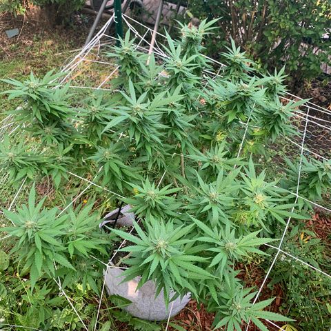 Sour Amnesia & Butter Bean growlog photo: Budding and stacking