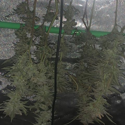 Zkittle LPC, TP & Palp Kush growlog photo: Drying