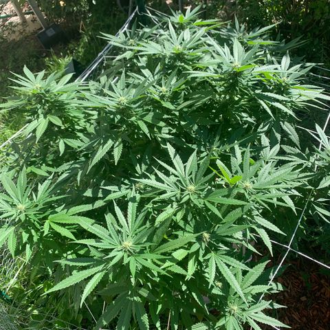 Sour Amnesia & Butter Bean growlog photo: Stacking nicely 