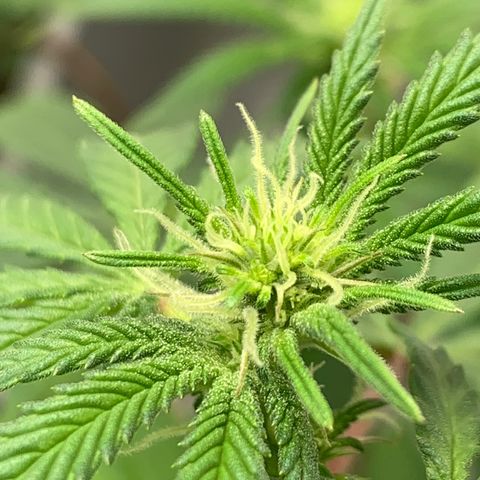 Mota Hari XX growlog photo: Budding