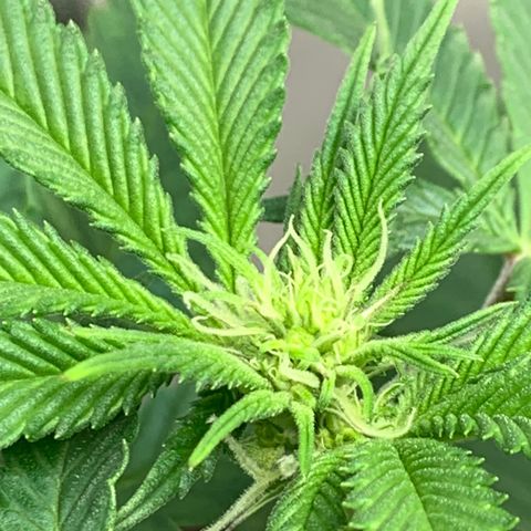 Mota Hari XX growlog photo: Budding