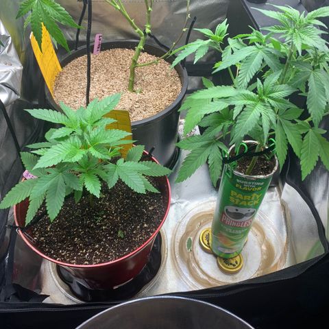 Mota Hari XX growlog timeline photo