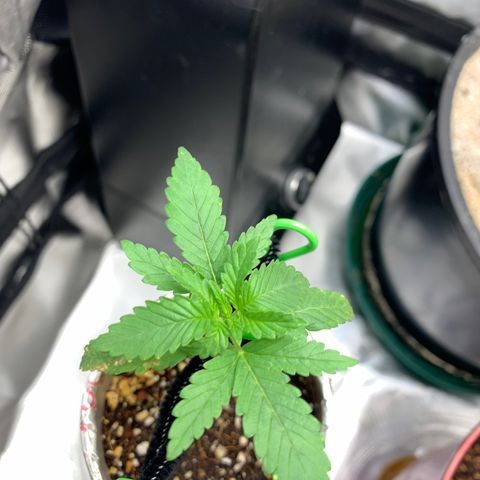 Mota Hari XX growlog photo: Fighting mites, 1 day at a time