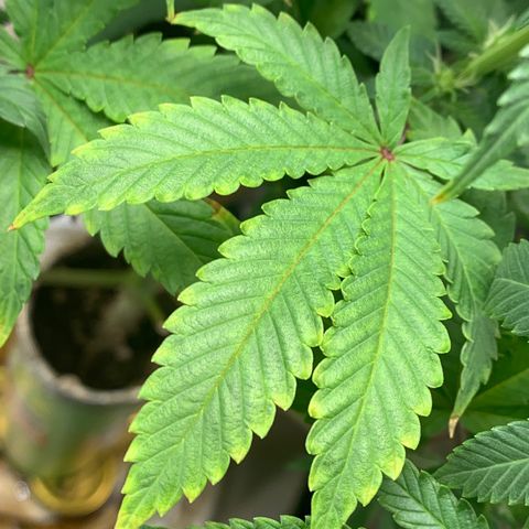 Mota Hari XX growlog photo: Budding