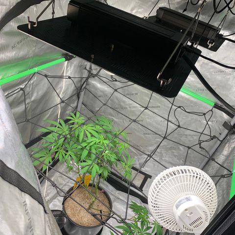 Zkittle Gpa growlog timeline photo