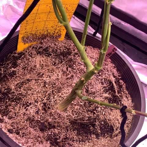 Zkittle Gpa growlog photo: Vaccummd out the top perlite cover, exposed roots, recovered with organic soil top dressed GGA