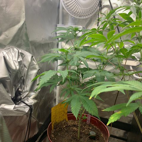 Mota Hari XX growlog photo: Budding