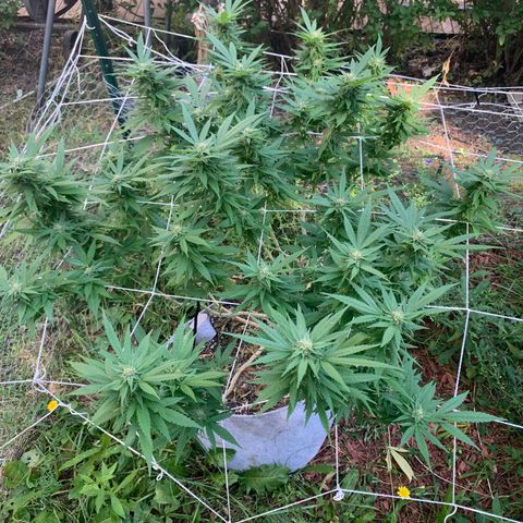 Sour Amnesia & Butter Bean growlog photo: Budding beautifully 