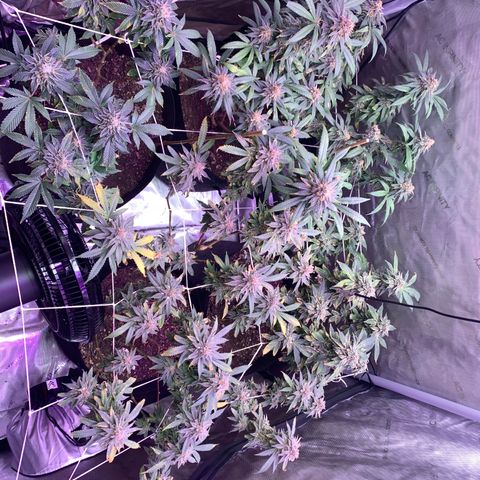 Zkittle LPC, TP & Palp Kush growlog photo: Chop day