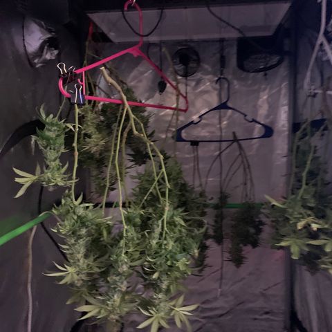 Zkittle LPC, TP & Palp Kush growlog timeline photo