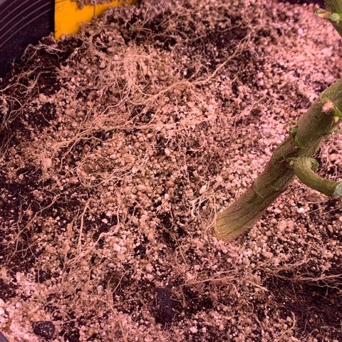 Zkittle Gpa growlog photo: Vaccummd out the top perlite cover, exposed roots, recovered with organic soil top dressed GGA