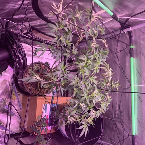 Zkittle Gpa growlog photo: Defoliated and trellised and fed