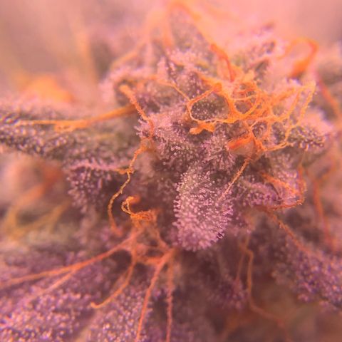 Zkittle LPC, TP & Palp Kush growlog photo: Closing in on harvest 