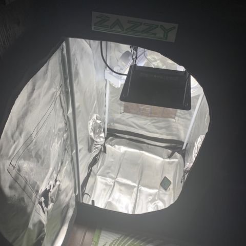 Mota Hari XX growlog photo: Seeds sprouted from coco, new tent ⛺️ 