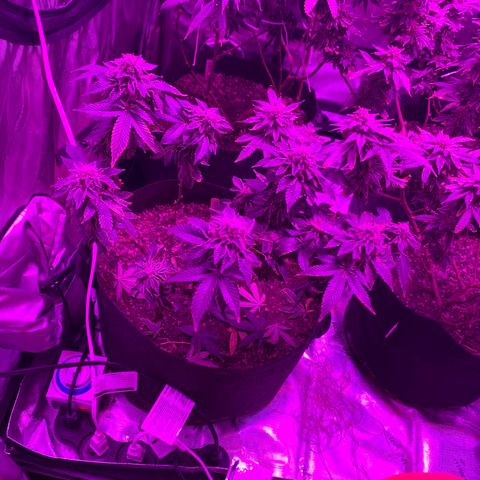 Zkittle LPC, TP & Palp Kush growlog photo: Chop day