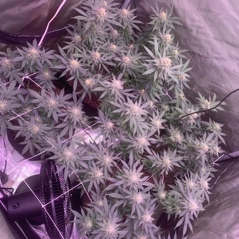 Zkittle LPC, TP & Palp Kush growlog timeline photo