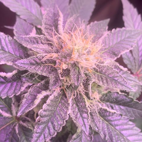 Zkittle LPC, TP & Palp Kush growlog timeline photo