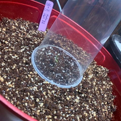 Mota Hari XX growlog photo: Seeds sprouted from coco, new tent ⛺️ 