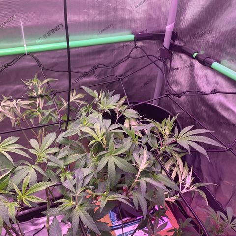 Zkittle Gpa growlog photo: Defoliated and trellised and fed