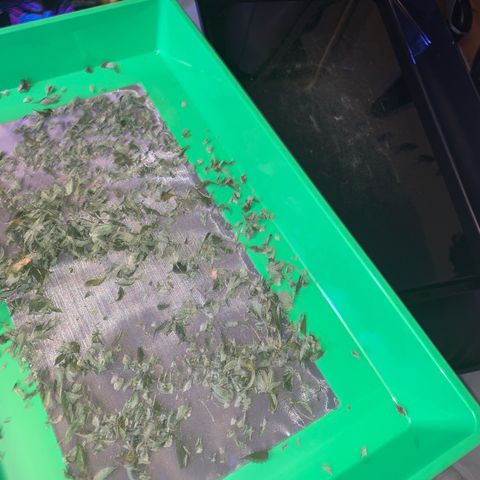 Zkittle LPC, TP & Palp Kush growlog photo: Trash panda