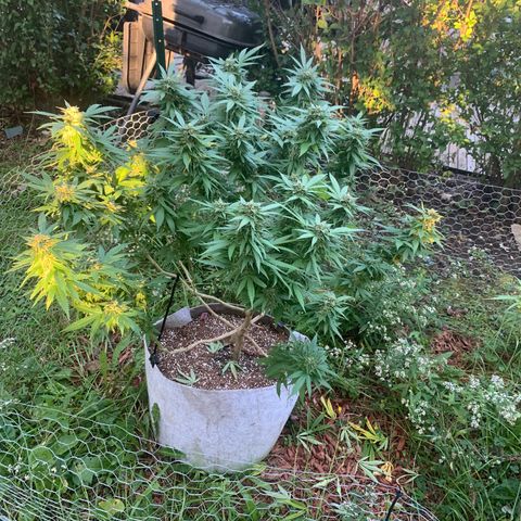 Sour Amnesia & Butter Bean growlog photo: Big chop 