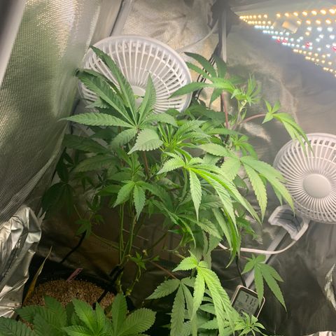 Mota Hari XX growlog timeline photo