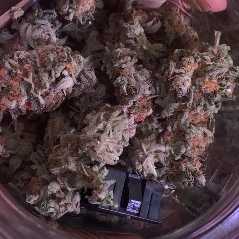 Zkittle LPC, TP & Palp Kush growlog photo: ZKITTLE FINISHED PRODUCT