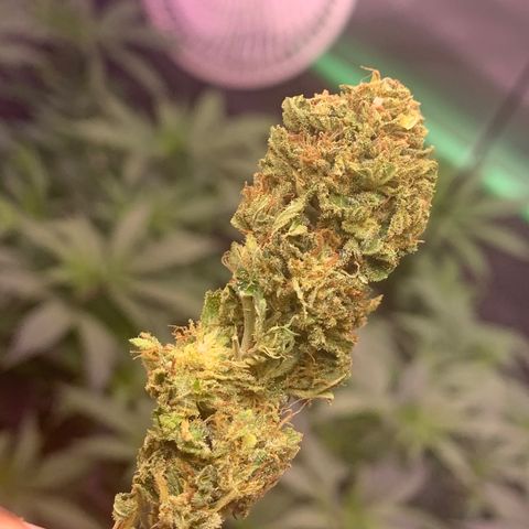 Zkittle LPC, TP & Palp Kush growlog photo: BB FINISH PRODUCT