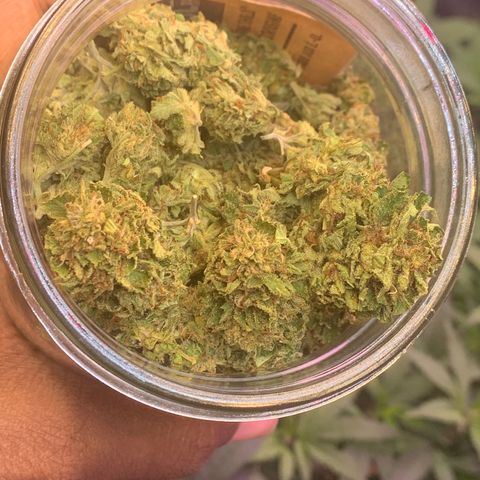 Zkittle LPC, TP & Palp Kush growlog photo: BB FINISH PRODUCT