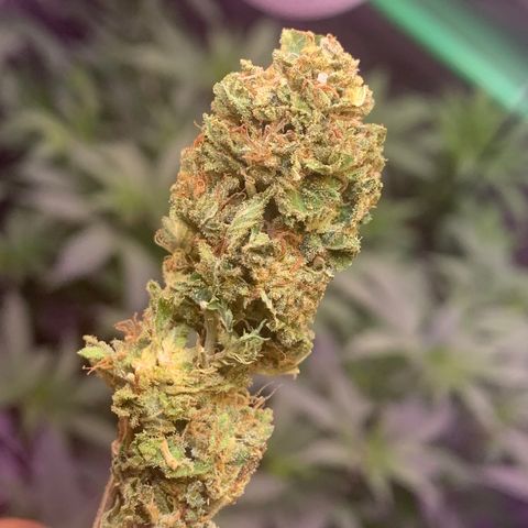 Zkittle LPC, TP & Palp Kush growlog photo: BB FINISH PRODUCT