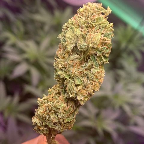 Zkittle LPC, TP & Palp Kush growlog photo: BB FINISH PRODUCT