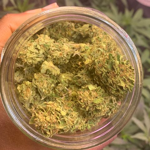 Zkittle LPC, TP & Palp Kush growlog photo: BB FINISH PRODUCT