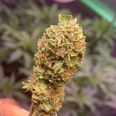 Zkittle LPC, TP & Palp Kush growlog photo: BB FINISH PRODUCT