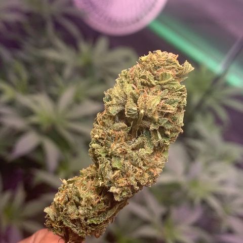 Zkittle LPC, TP & Palp Kush growlog photo: BB FINISH PRODUCT
