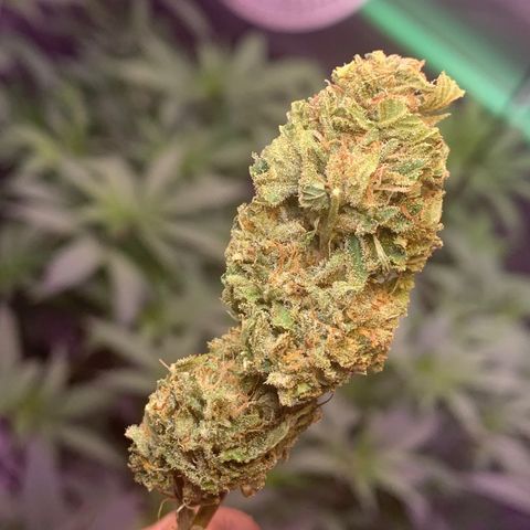 Zkittle LPC, TP & Palp Kush growlog photo: BB FINISH PRODUCT