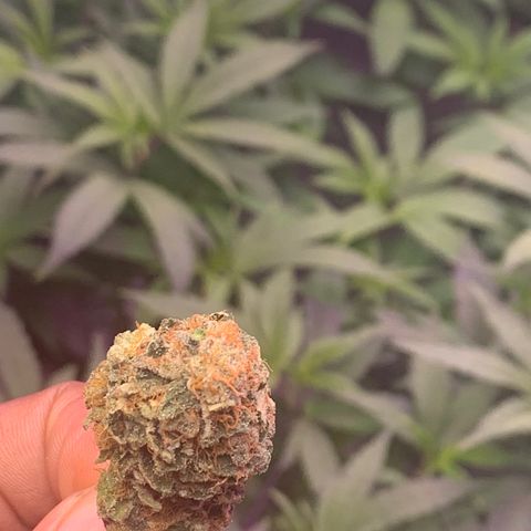 Zkittle LPC, TP & Palp Kush growlog photo: T.PANDA FINAL
