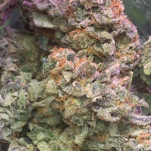 Zkittle LPC, TP & Palp Kush growlog photo: PALPATINE KUSH FINAL